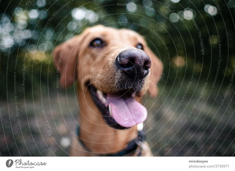 Labrador snout with tongue Dog dog photography Snout pant Nose Wide angle bokeh Pet Colour photo Shallow depth of field Animal portrait Dog's head