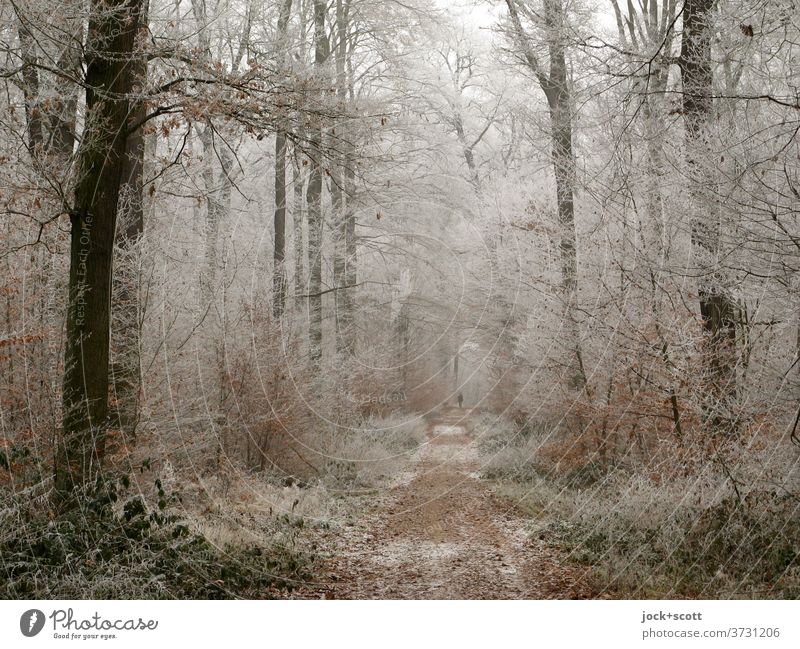 Forest path winter Nature Frost naturally Authentic Cold Calm Wisdom Idyll Inspiration Climate trees chill hazy Lanes & trails Winter Winter mood Ice Seasons