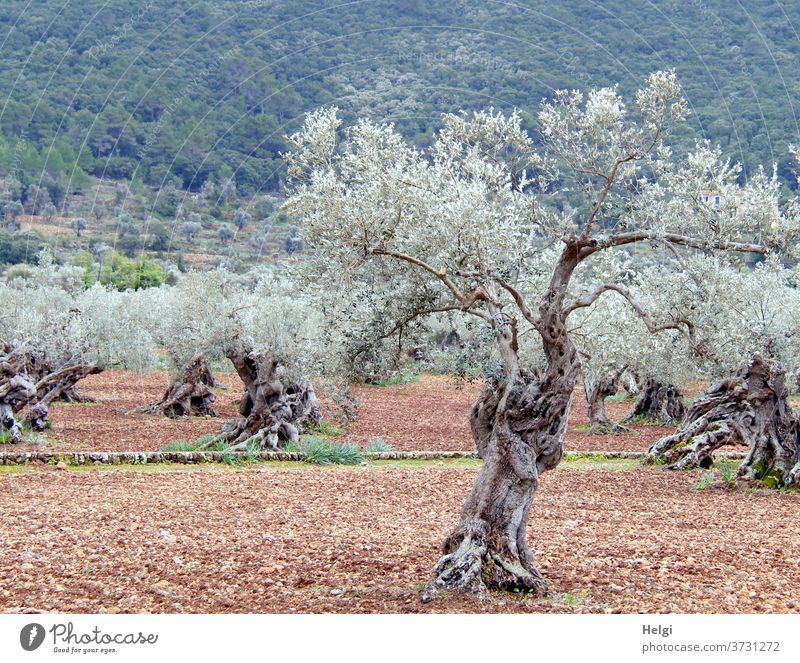 ancient gnarled olive trees in an olive grove in Mallorca Tree Olive tree Olive grove Majorca Old Landscape Nature Agriculture Colour photo Exterior shot
