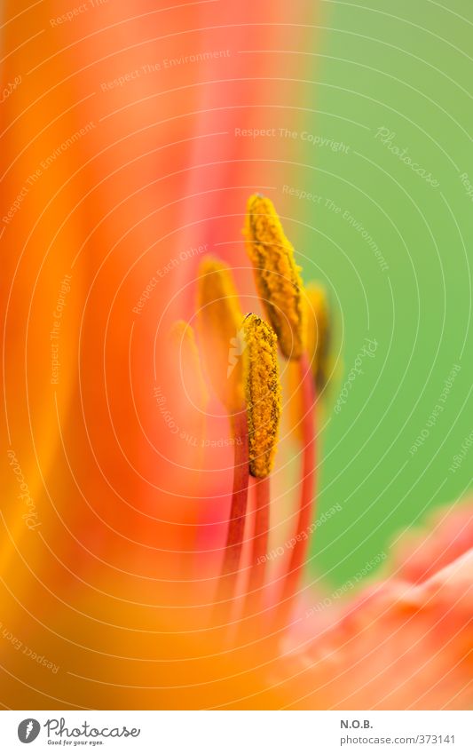 LiliArt Nature Plant Summer Lily Garden Park Meadow Blossoming Growth Esthetic Fragrance Orange Red Colour photo Exterior shot Close-up Macro (Extreme close-up)