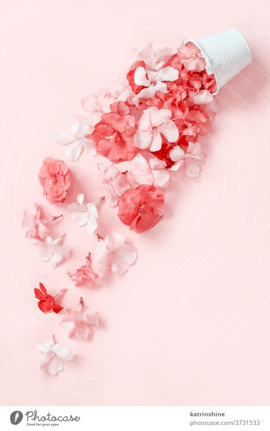 Flowers fall down of a white bucket pink light pink top view flowers monochrome Womans day Bridal Engagement Spring Pastel Greeting Romantic Valentines Wedding