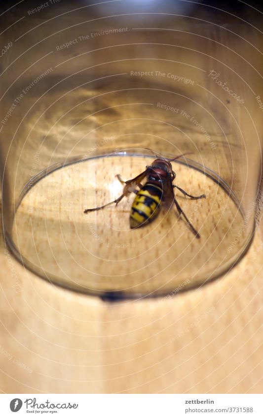 hornet Vespa crabro social velvetvetworm Insect Captured captivity captured Animal protection endangered species Environmental protection Glass Back Rear view