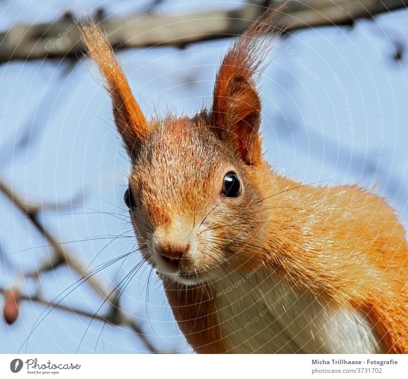 Curious looking squirrel Squirrel sciurus vulgaris Animal face Head Eyes Muzzle Nose Ear Pelt Wild animal Nature Observe Looking Forward Looking into the camera