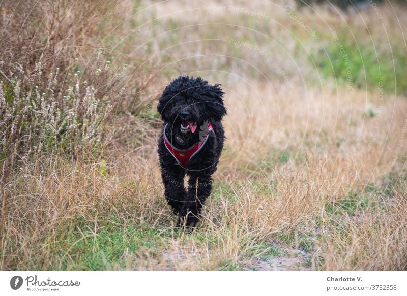 Anticipation | There's a treat coming! Dog Walking Animal Pet Mammal Exterior shot Colour photo To go for a walk Nature Animal portrait Meadow Grass Day Summer