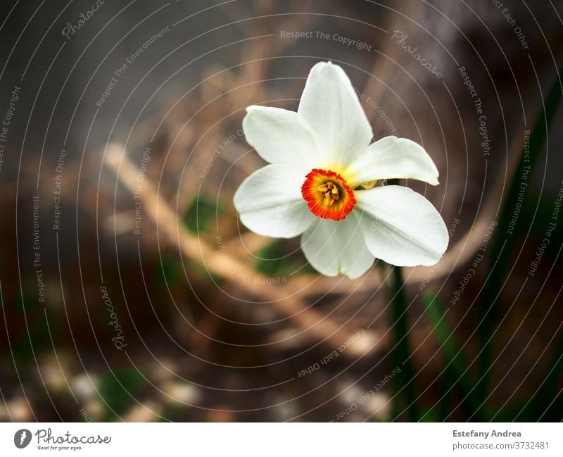 White flower with intense orange center. Close-up nature spring white green bloom blossom background petal beautiful closeup yellow plant natural blooming