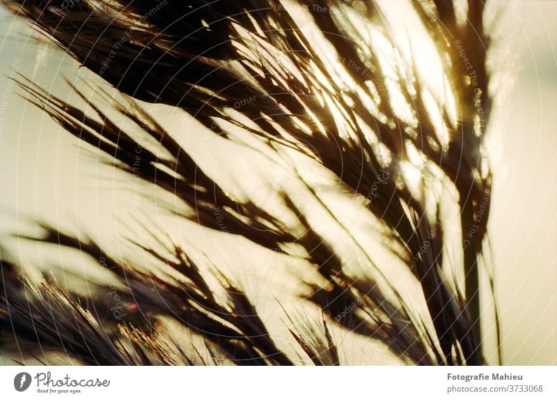 Reed in warm sunlight Flower Yellow abstract autumn autumnal backlit blossoms blur blurry blurry background botany closeup countryside dazzling dazzling light