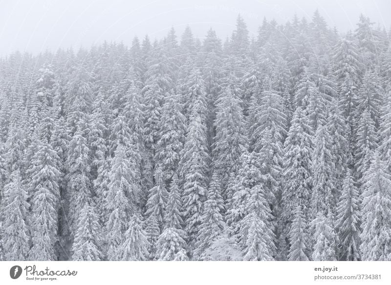 snow is snow Snow Winter firs trees Forest Snowscape Winter mood Winter vacation Winter's day Winter forest Cold Frost chill Coniferous forest conifers