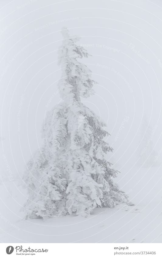 no longer soooo far away - snowy fir tree Fir tree Snow Ice Winter Coniferous trees snow-covered winter landscape White Fog chill Frost icily one Bad weather