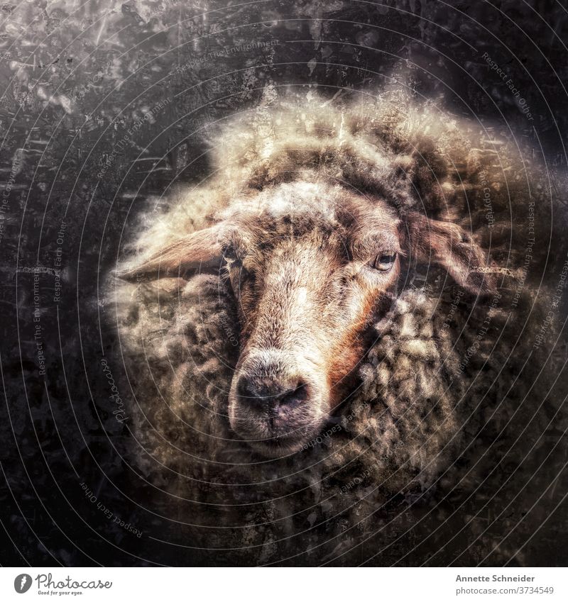 Sheep Vintage Animal Wool Nature Exterior shot Mammal Pelt Farm animal Animal portrait