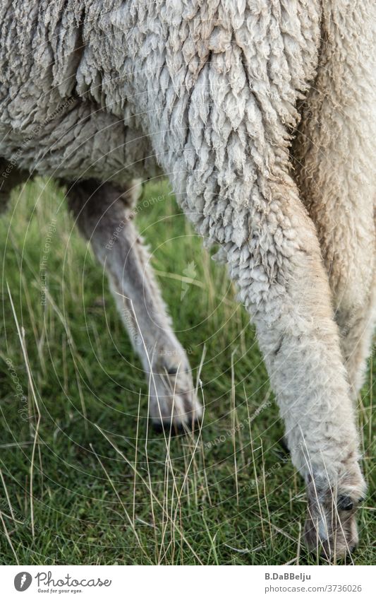 Dike lamb East Frisland Grazing coastal protection Cute Animal Sheep North Sea Grass Coast Meadow Landscape Sky green Farm animal Exterior shot Nature Lamb Wool