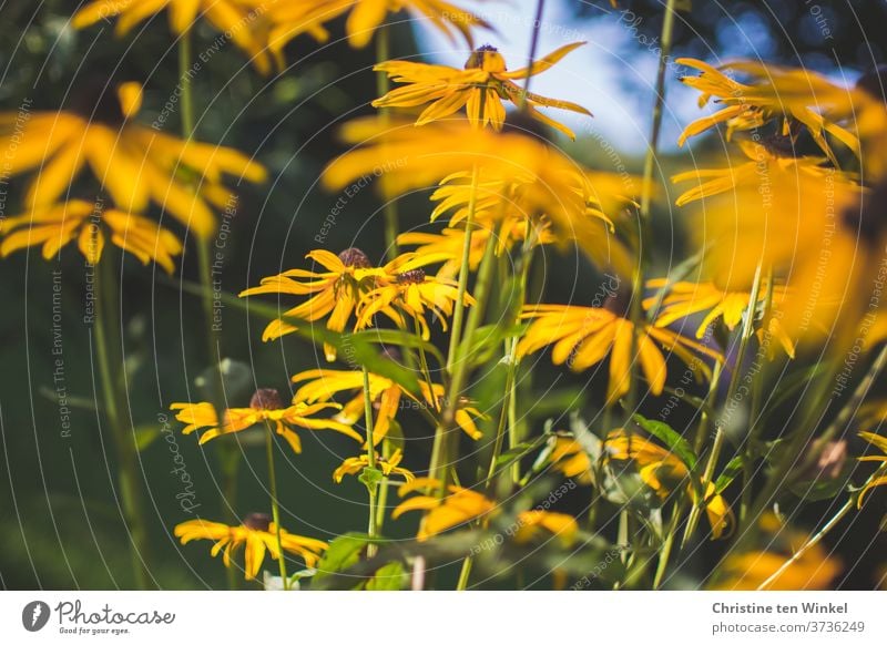 yellow coneflower / Rudbeckia in the morning sun Yellow sun hat Close-up hazy flowers bleed Plant Nature Summer Garden Shallow depth of field Blossoming Day