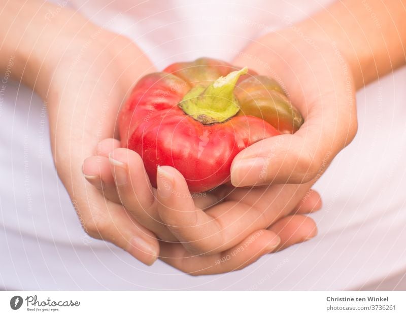 A small red pepper from the garden in the hands of a young woman Pepper Peppers Red Vegetable Fresh Raw stop Indicate Vegetarian diet Food Nutrition Mature
