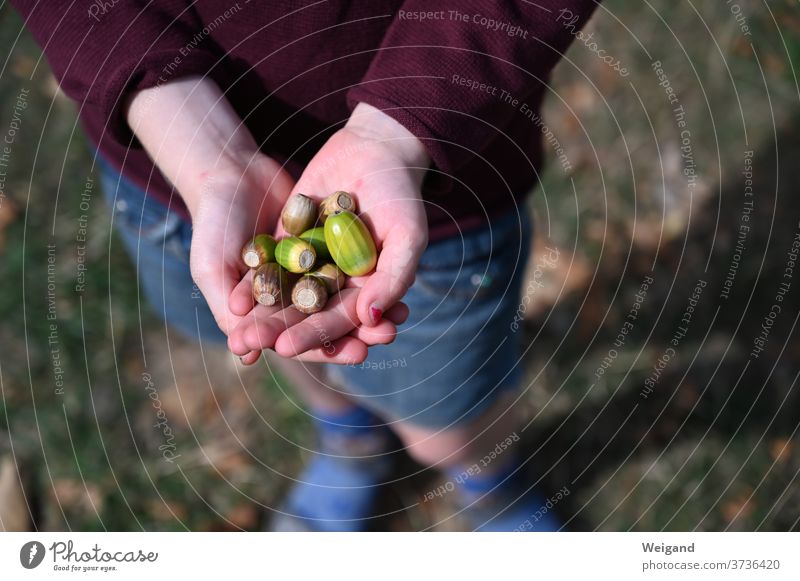 Hands with acorns in autumn by hand amass Autumn Forest To go for a walk Harvest flaked Brown Pick Exterior shot Delicious Nature Mature