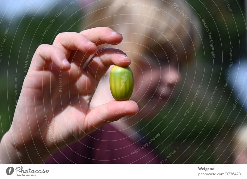 Girl with acorn in autumn girl glans Autumn amass Infancy Child Forest Nature Exterior shot Colour photo Human being flaked Shallow depth of field Parenting