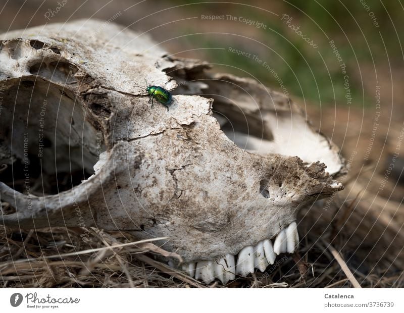 A green beetle crawls around on a sheep's skull Bone Death's head Sheep Head Farm animal Beetle Insect Leaf cutting beetle Green Brown finally change Nature