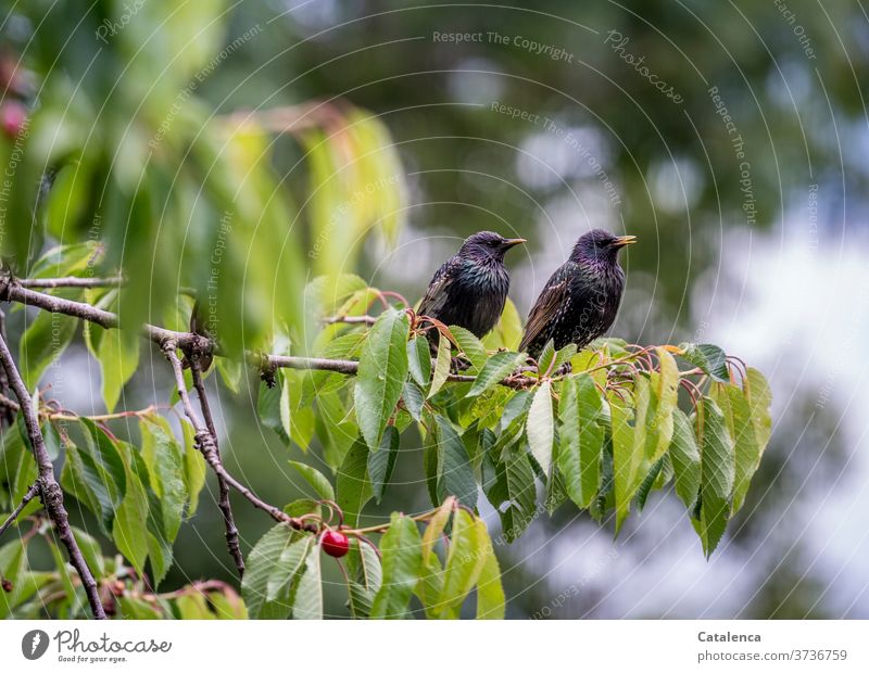 Two starlings sit saturated on a cherry tree branch and look out for rivals Animal Bird Stare Plant Cherry tree Branch Stone fruit Red Green Tree Spring Sit
