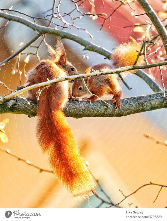 Squirrel mother and child, what she probably whispers into the little one's ear ? Nature Colour photo Deserted Animal Animal portrait Wild animal Exterior shot