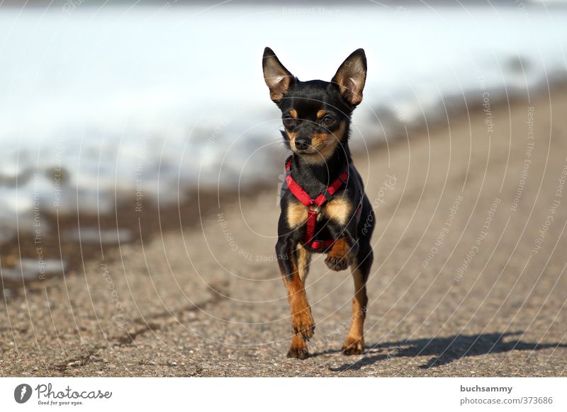 Young dwarf Pinscher at a loose trot Animal Winter Snow Field Street Pet Dog 1 Walking Running Elegant Small Cute Gray Red Black White Power Loyalty Advertising