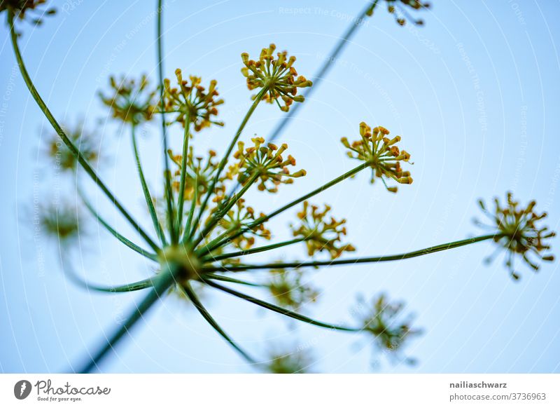 hogweed Umbellifer Plant flowers Weed Landscape Sky Transience Summer Apiaceae Growth Towering Blossoming bleed Exterior shot Colour photo Spring fever Meadow
