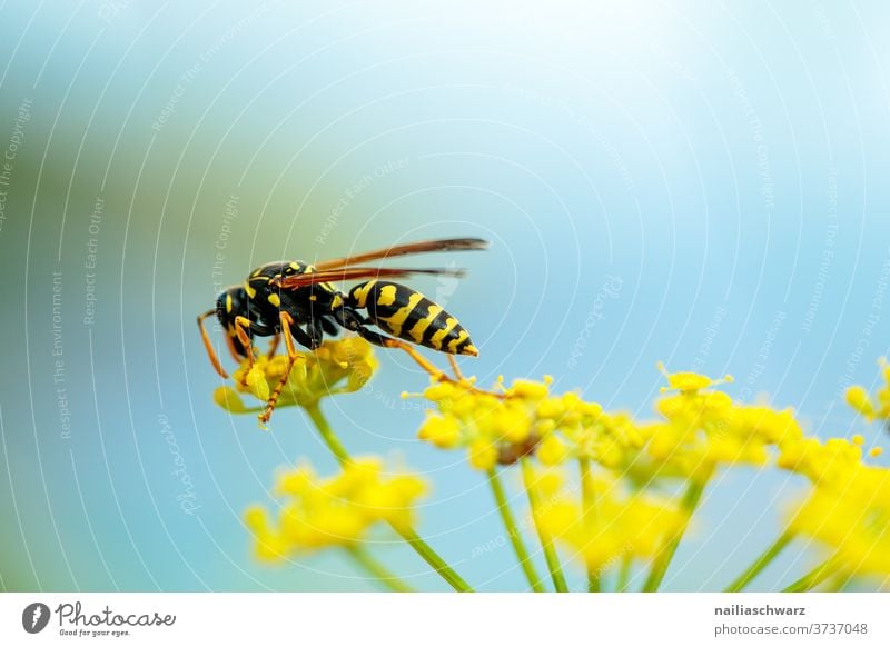 wasp Wasps Insect Full-length Animal portrait Contrast Light Detail Close-up Exterior shot Colour photo Nectar Black Yellow Grand piano Bee Wild plant bleed