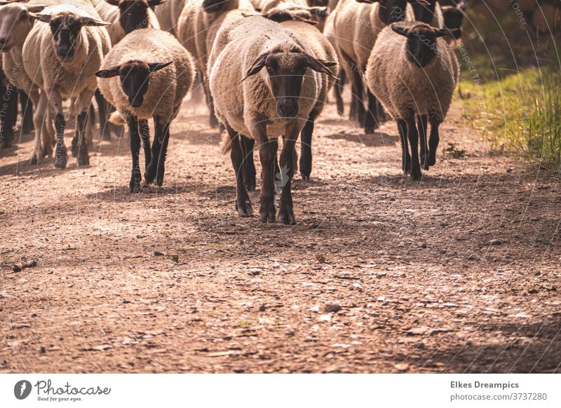 A flock of sheep in the heath struffles Flock Heathland Nature