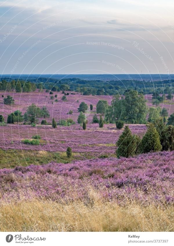 View from Wilseder Berg to the heather blossom at sunset, Lüneburg Heath, Lower Saxony, Germany Luneburg Heath Landscape Heathland purple travel Mount Wilsede