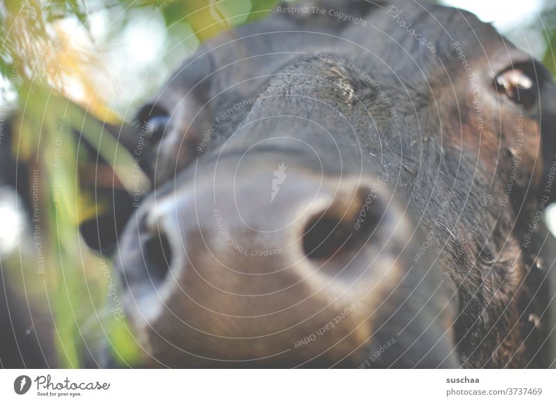 cow, close by.. Mouth cattle Curiosity Looking Willow tree Agriculture Animal portrait Close-up Farm animal Pelt Eyes Nose Snout Animal face Cow head chill