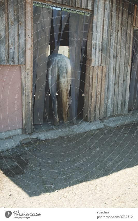 horse's bottom ... horse on the way to the stable Horse tail Barn Entrance Passage Farm horse farm Horse breeding Agriculture Riding stable Animal Farm animal