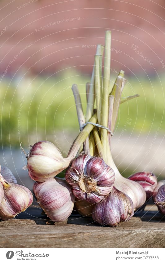 Close up picture of organic garlic on a wooden table. fresh garden agriculture vegetable food raw healthy bulb rustic vegetarian countryside natural rural bunch