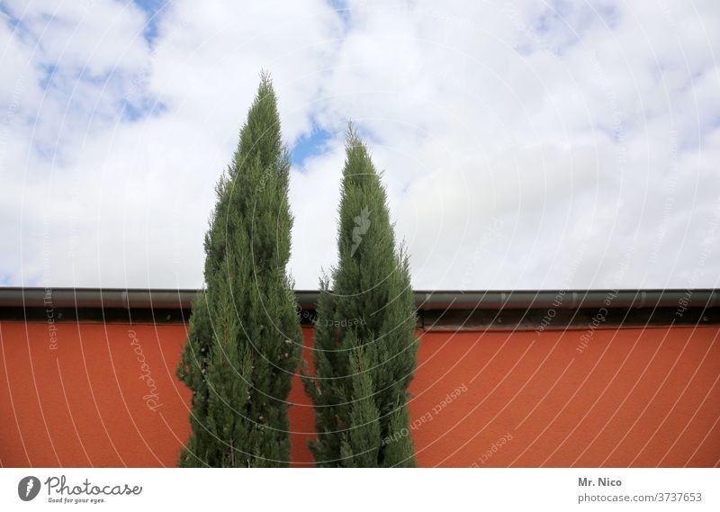 Architecture and nature I straight to the top built Sky Clouds Eaves Red Thuja thuja House (Residential Structure) Wall (building) Wall (barrier) Growth
