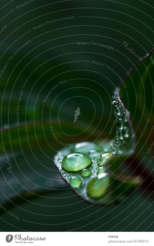 Refreshing water drops on leaf Drops of water Force green natural chill Authentic Fresh Plant Harmonious Life conceit flaked Endurance Purity Hope Patient Calm