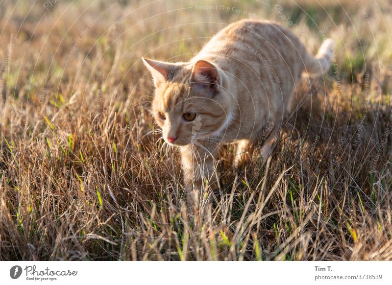 hunting hangover Cat Field Red hangover cat Animal Animal portrait Exterior shot Cute Deserted