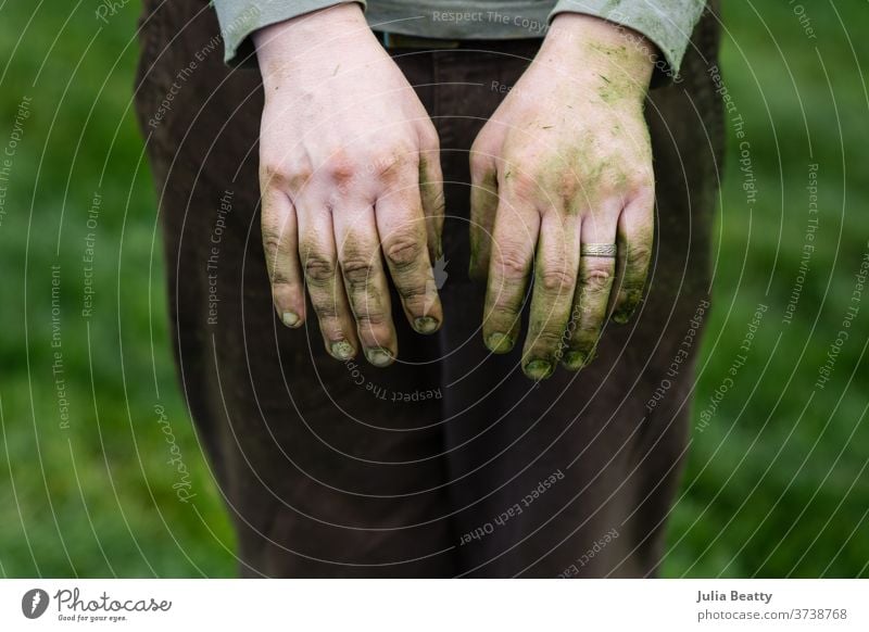 the grass stained hands of a gardener Gardener Green Grass stain landscaper wedding ring Married knuckles lawn Dirty finger nails male hands grower greenskeeper