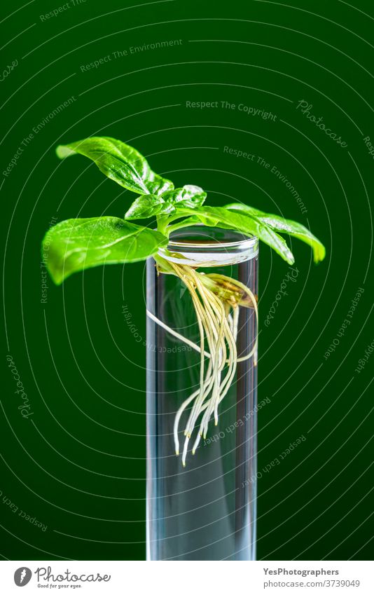 Green plant in test tube isolated on a green background. Basil plant in a glass tube. agriculture analyze aroma basil biology biotechnology botanical botany