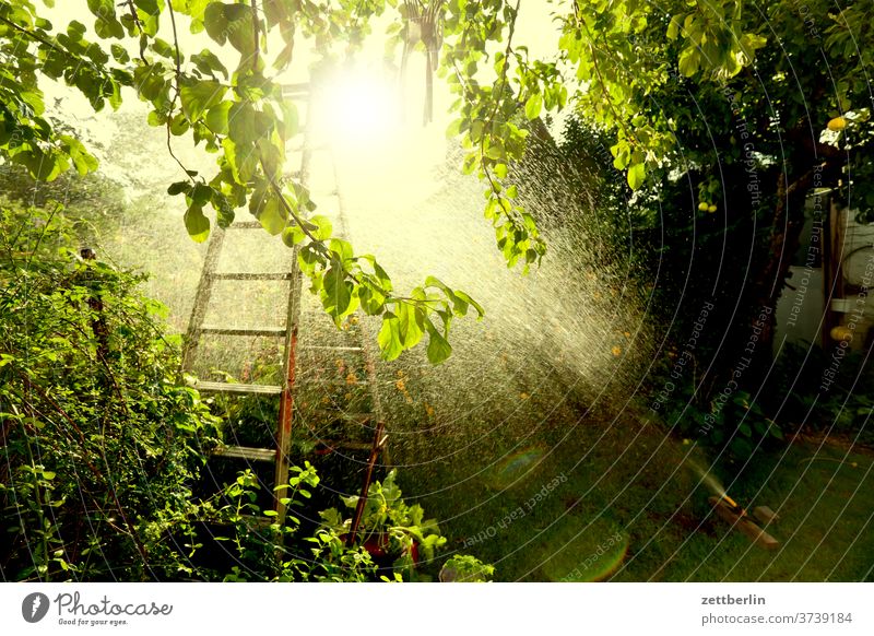 Lawn sprinklers against the light Rain Cast Precipitation irrigation Drops of water Irrigation tree Relaxation holidays Garden allotment stepladder