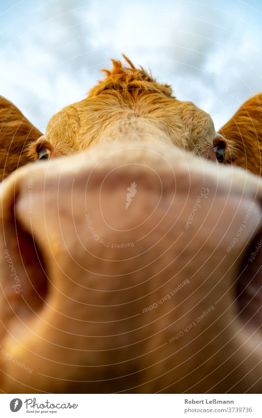 Close-up of one of a young cow (Charolais) charolais portrait bull pasture close up wide angle free range bulls nose foot ears eyes meadow cattle field sunset