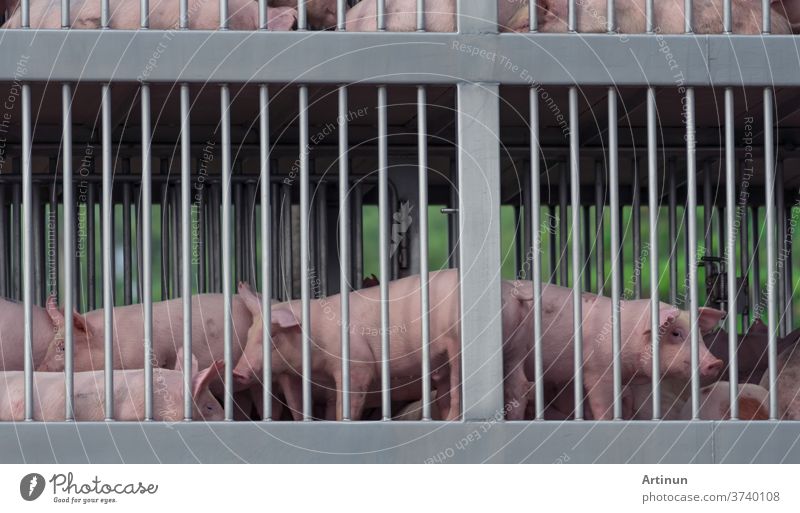 Pigs in truck transport from farm to slaughterhouse. African swine fever (ASF) and swine flu concept. Swine flu (H1N1 virus) carrier. Meat industry. Animal meat market. Pig in metal fence on truck.