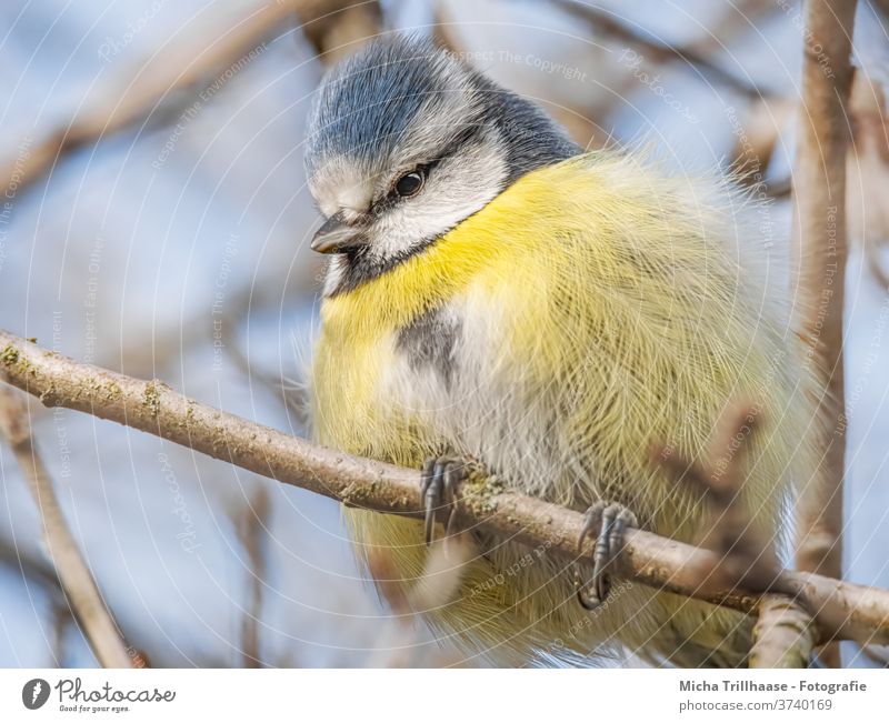 Blue tit in the tree Tit mouse Cyanistes caeruleus Animal face Head Beak Eyes Observe Looking Plumed Feather Claw Grand piano birds Wild animal Nature Sunlight