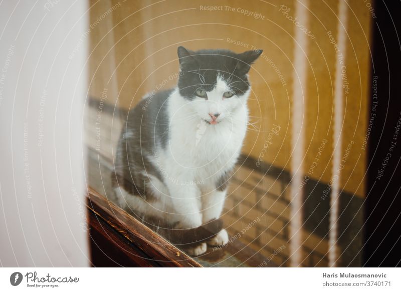 Cat looking thru the window, cat with tongue black playful vintage animal cute mocking quarantine adorable background beautiful domestic eyes face feline fluffy