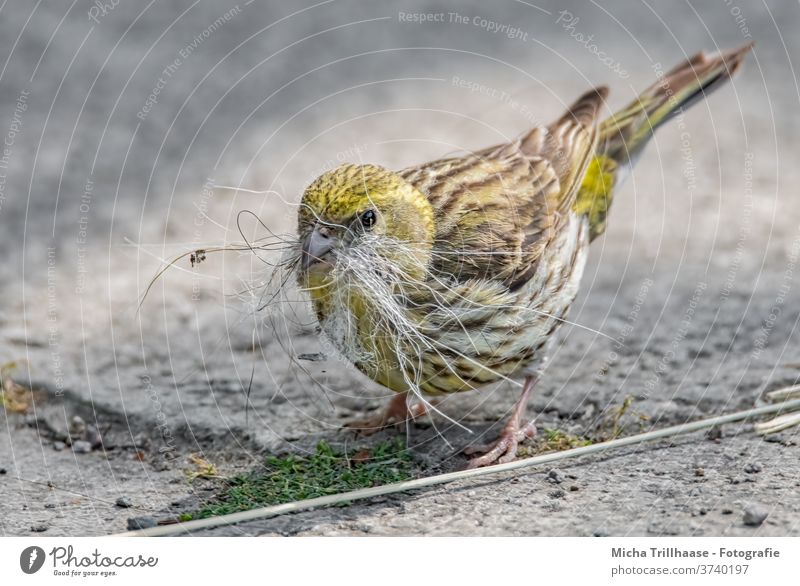 Yellowhammer collects nesting material emberiza citrinella birds Wild bird Head Beak peer Legs Claw feathers Plumed Grand piano Nest-building amass To hold on