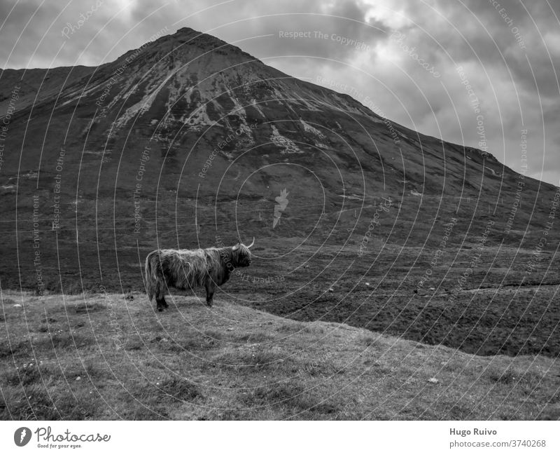 Scottish Highland Cow in front of a mountian Scotland Landscape Highland cattle highland cow Bull Isle of Skye Mountain Black & white photo Animal Exterior shot
