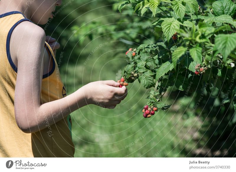 child picking raspberries at a farm Raspberry Pick Harvest harvesting Summer vacation pincher Grasp fine motor skills Hand Yellow special needs plant leaves