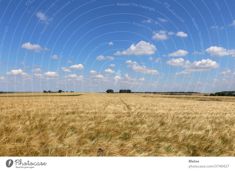 Golden ears of wheat growing in the field back normal background blue care country countryside environment freedom fresh air growth landscape nature life