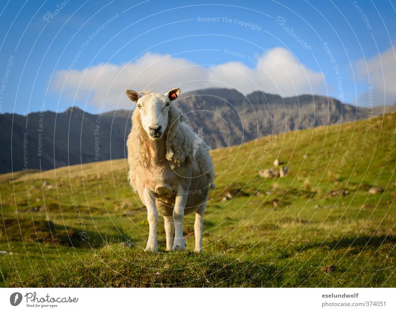 Määhäh - this is my meadow Landscape Animal Spring Beautiful weather Grass Hill Rock Mountain Highlands Alpine pasture Wild animal Sheep 1 Brash Free Happiness