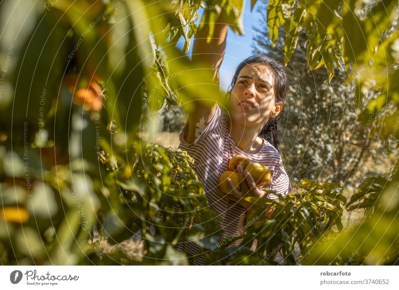 woman picking peaches in field harvest organic farming fruit gardening orchard female fresh farmer outdoor nature ripe agriculture young crop girl tree natural