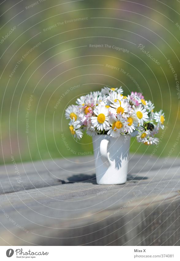 summer greeting Valentine's Day Mother's Day Spring Summer Flower Blossom Blossoming Fragrance Daisy Flower vase Bouquet Vase Pick Colour photo Multicoloured