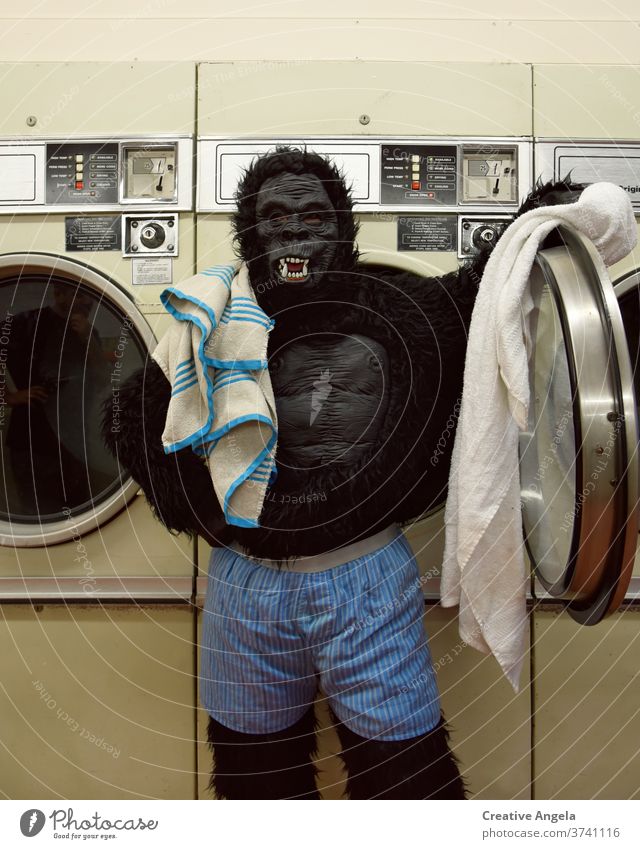 Responsible gorilla doing the laundry Bizarre Costume Gorilla Funny Humor indoors Laundromat Laundry Life Lifestyle Looking Machinery Mask Man Underwear Boxer