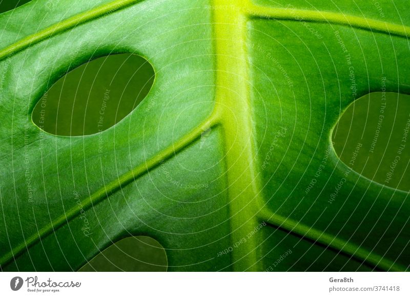 fresh green leaf monstera plant macro abstract backdrop background bright close close up closeup color environment flora floristry forest freshness garden life