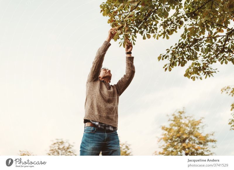 a man picks chestnuts in autumn Chestnut September fruit Chestnut tree Exterior shot Autumn Man Pick amass October Sky from below from bottom to top twigs