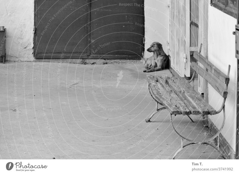 Stray dog Dog Sofia Bulgaria b/w Black & white photo Day Exterior shot Deserted Downtown Capital city Europe Town Old town Old building built Animal Bench